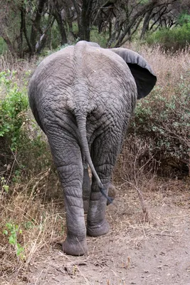 Хвост слона (47 фото)