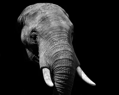 Фотообои Бивни слона nus_10069 купить в Украине | Интернет-магазин  Walldeco.ua