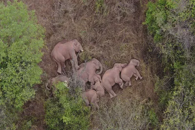 В Индии 24 слона выпили ликер и пьяные уснули в лесу