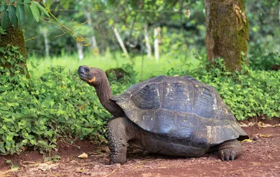 Королева всех черепах - галапагосская или слоновая черепаха | Tortoise,  Galapagos tortoise, Animal photography