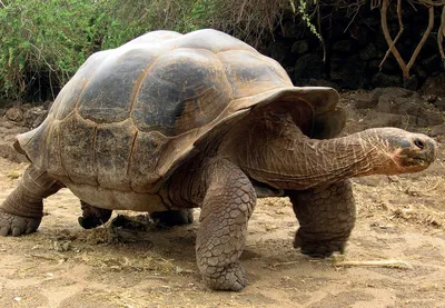 слоновая черепаха | Turtle, Galapagos tortoise, Tortoise as pets