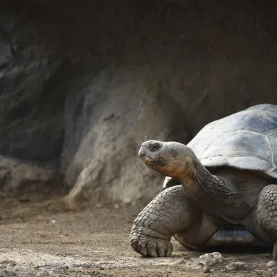 Скончалась последняя в мире абингдонская слоновая черепаха