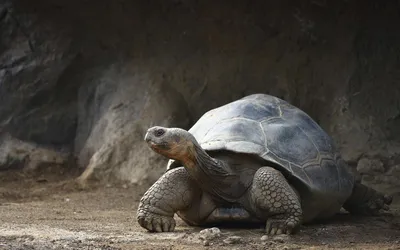 Черепаха цвета слоновой кости на островах Galapagos в эквадоре Стоковое  Изображение - изображение насчитывающей природа, предохранение: 112763979