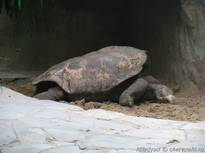 Слоновая черепаха | Пикабу