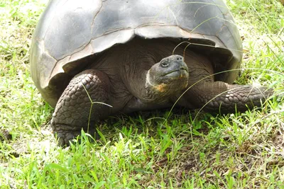 GALAPAGOS TORTOISE: The elephant tortoise lives for 200 years! Interesting  about turtles and animals - YouTube