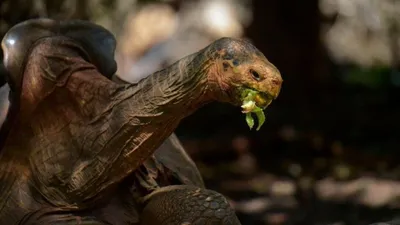 Слоновая черепаха - Сухопутные черепахи | Некоммерческий  учебно-познавательный интернет-портал Зоогалактика
