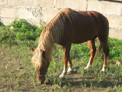 Вводное скрещивание лошадей