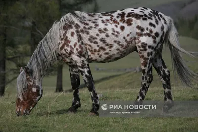 Разведение лошадей