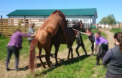 Спаривание лошадей: диких и домашних | Огородники