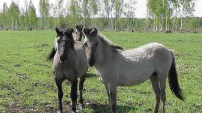 Как спариваются лошади в природе и в домашних условиях?