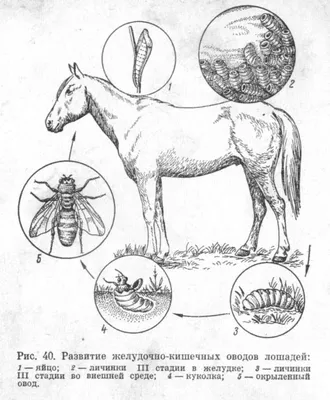 Оксиуроз лошадей - 63 фото