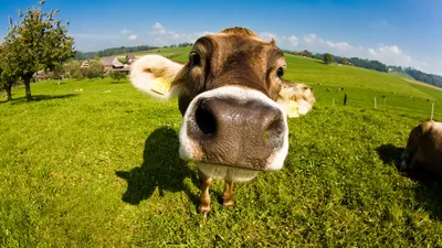 смешная корова стоковое изображение. изображение насчитывающей смотреть -  233358307