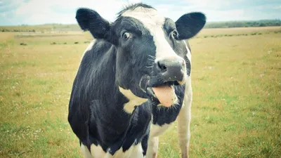 Забавная корова на пастбище. Животноводство в Европе Stock-Foto | Adobe  Stock
