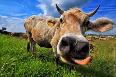 Смешная коровка - 69 фото