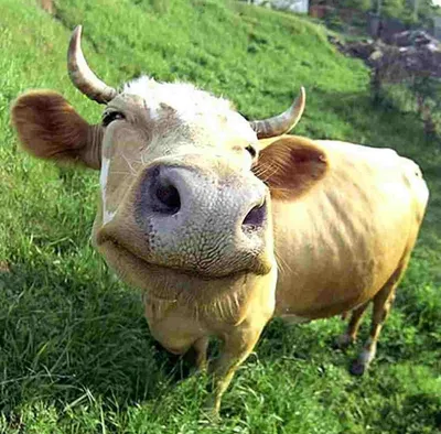 Мужской свитшот хлопок Смешная корова купить в интернет магазине | Цена  2990 руб | Корова