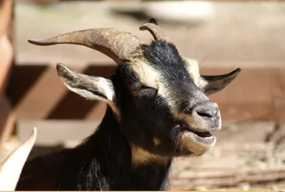Смешная коза поднимая его ногу и трет ее ухо Стоковое Фото - изображение  насчитывающей красивейшее, развилки: 122839052