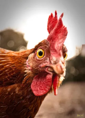 курица: 21 тыс изображений найдено в Яндекс.Картинках | Beautiful chickens,  Pet chickens, Chickens