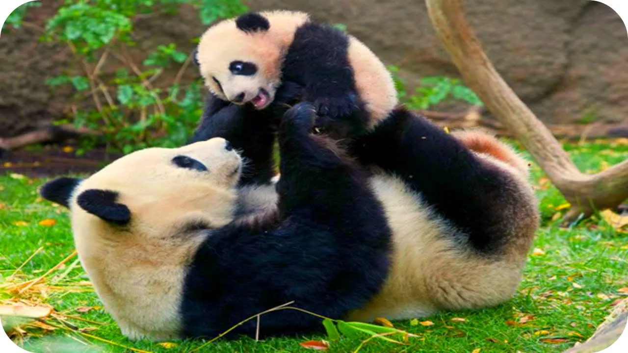 За поведением панды во время кормления. Панда. Смешная Панда. Панда с детёнышем. Забавные панды.