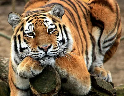 День тигра: интересные факты и забавные фото малышей | Обозреватель