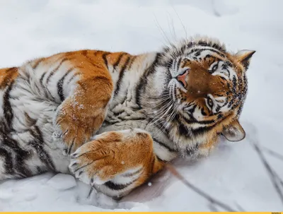 Смешной тигр - красивые фото