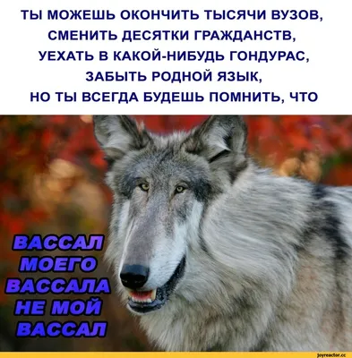 Волк в овечьей шкуре ,добрый и …» — создано в Шедевруме