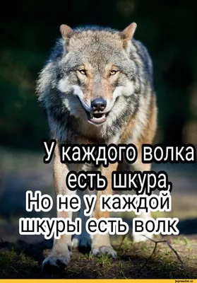 Иллюстрация Серия героев хоррор фильмов. Часть-2 Лев волк. Принт -