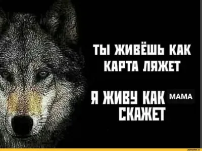 Смешной волк сделанный из лука и огурца Стоковое Изображение - изображение  насчитывающей волк, смешно: 61981973