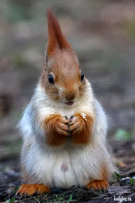 Смешные белки (60 фото) | Cute squirrel, Cute wild animals, Weird animals