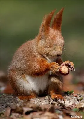 Смешные белки (60 фото) | Grappige eekhoorn, Schattige dieren, Schattigste  dieren