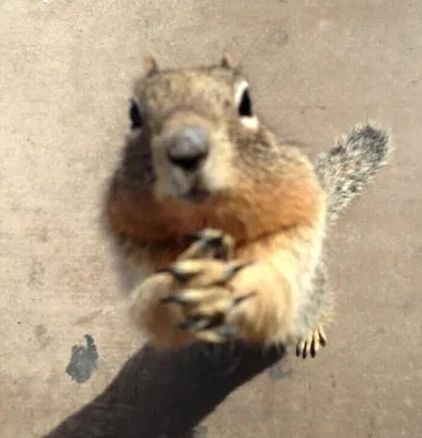 Смешные белки - Funny squirrel - Приколы белочки - YouTube
