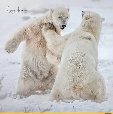 Смешные белых медведей фотографии