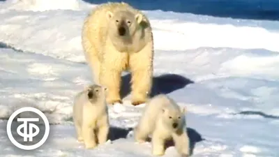 russian по низкой цене! russian с фотографиями, картинки на белый медведь  мягкая игрушка изображения.alibaba.com