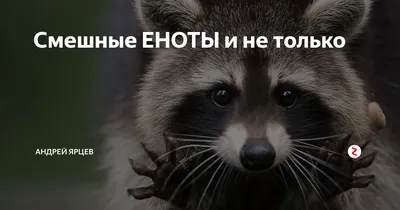 Cмешные ЕНОТЫ #11 / Приколы с ЕНОТАМИ 2020 / Funny Raccoons. - YouTube