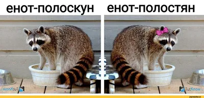 Это не милые животные»: банда енотов устроила переполох в туалете анапского  отеля