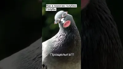 голубь смешной фото: 7 тыс изображений найдено в Яндекс.Картинках | Types  of pigeons, Feral pigeon, Bird