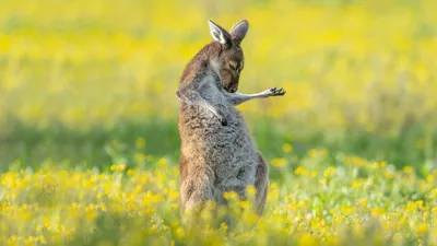 Смешные кенгуру фото