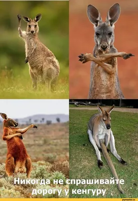 https://elements.envato.com/ru/funny-marsupials-koala-and-kangaroo-DP2F45B