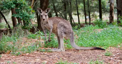 Кенгуру с воображаемой гитарой стал победителем Comedy Wildlife Photography  Awards 2023 🦘 Конкурс Comedy Wildlife Photography Awards… | Instagram