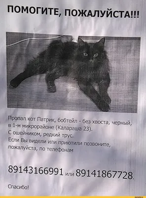 кот таинственно пропал Help! / котэ (прикольные картинки с кошками) /  смешные картинки и другие приколы: комиксы, гиф анимация, видео, лучший  интеллектуальный юмор.