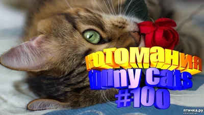 Смешные коты | Приколы с котами | Видео про котов | Котомания #100 —  обсуждение в группе \