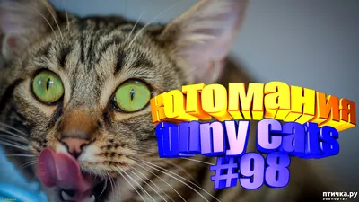 Смешные коты | Приколы с котами | Видео про котов | Котомания #98 —  обсуждение в группе \