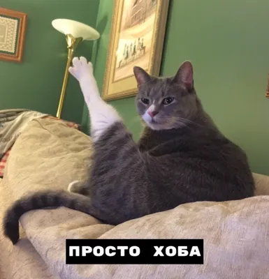 Смешные коты - виды Хоба в природе - YouLoveIt.ru