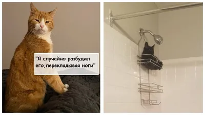14 фото котов, которых застали на интересном моменте | Смешные мемы, Кот,  Смешной юмор