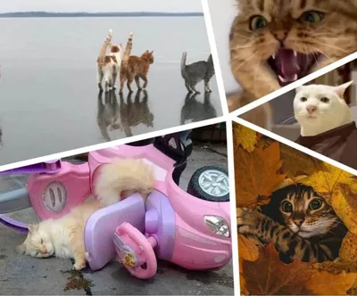Самые смешные фото и видео приколы, картинки, мемы, шутки с котами, которые  поднимут настроение - Телеграф
