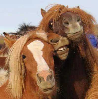 Funny horses, Funny horse pictures, Funny animals