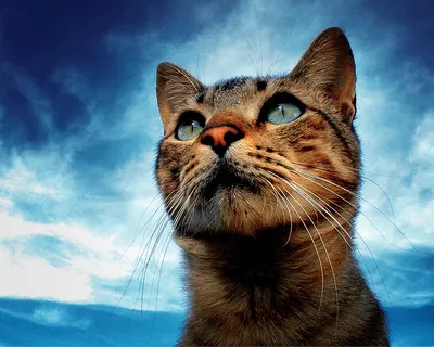 Смешные котов на аву - картинки и фото koshka.top