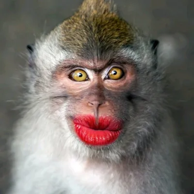 Смешные накрашенных обезьян фото