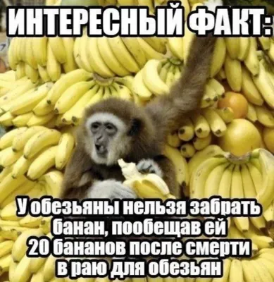 Худи с принтом арктических обезьян, Осенние Пуловеры с длинным рукавом,  мужские свитшоты в стиле хип-хоп с музыкальной группой, смешные рисунки |  AliExpress