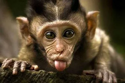 смешные обезьяны стоковое фото. изображение насчитывающей таиланд - 69004458