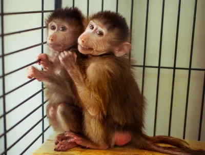 Самец обезьяны на тросе — самое смешное фото дикой природы-2021